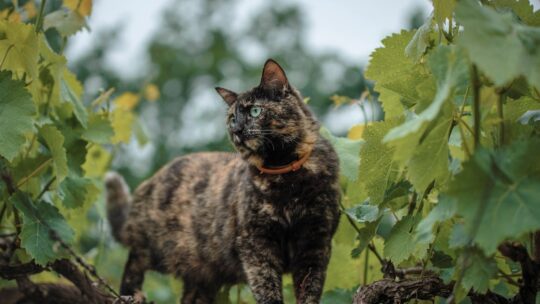 Cats eyes : tout ce qu’il faut savoir sur la saison 2 de la série