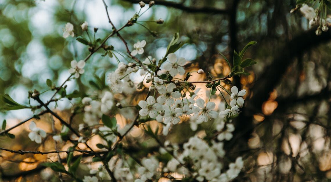 Comprendre l’équinoxe de printemps : signification et implications
