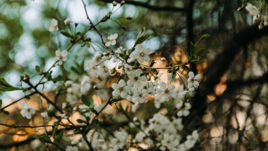 Comprendre l’équinoxe de printemps : signification et implications