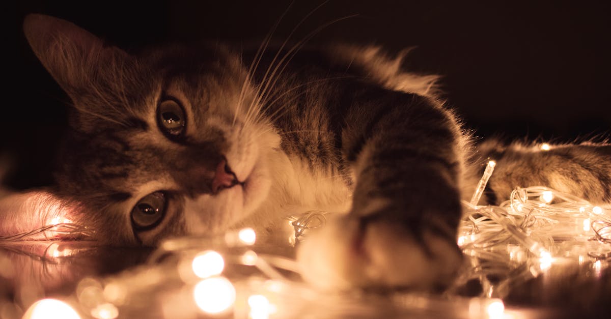 découvrez l'univers fascinant des chats, de leurs caractéristiques uniques à leurs comportements adorables. apprenez à mieux les comprendre et les chérir à travers des conseils et des histoires captivantes.