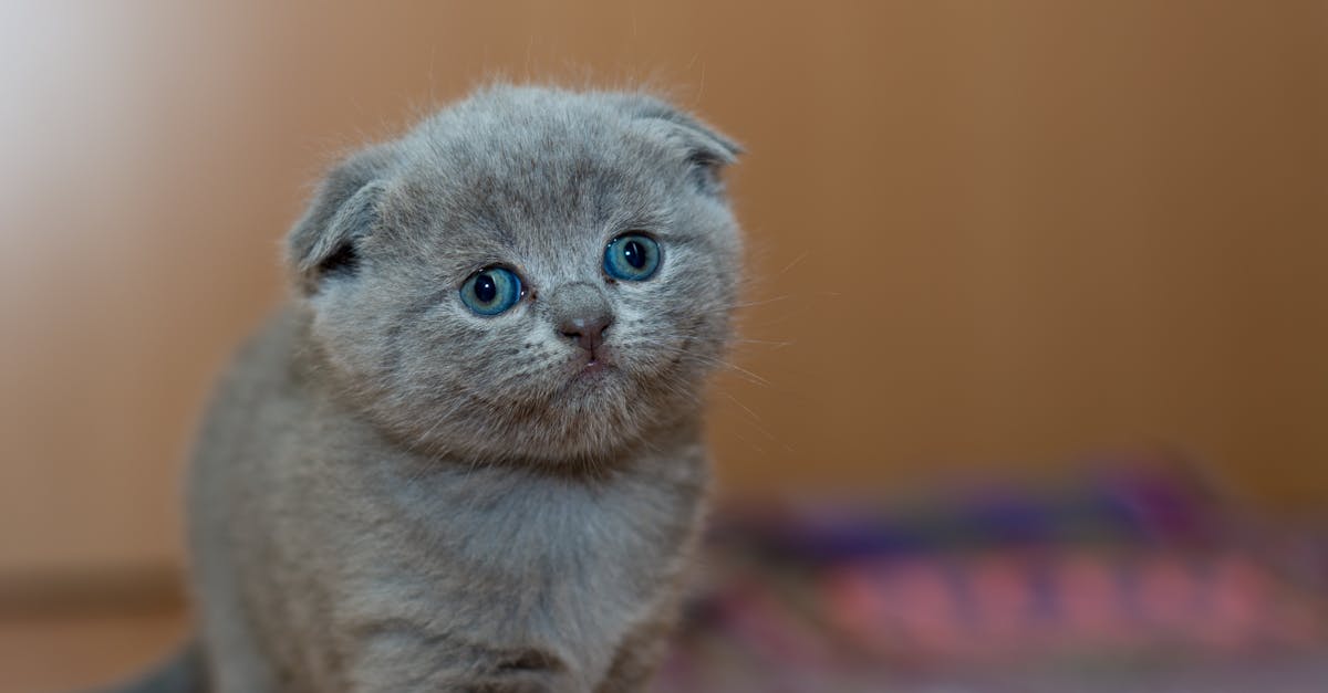 découvrez le monde fascinant des chats : leur comportement, leur santé, leurs races variées et des conseils pour les garder heureux et en bonne santé. plongez dans l'univers de ces compagnons à quatre pattes adorés.