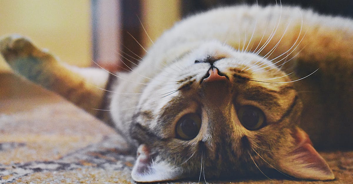 découvrez l'univers fascinant des chats, ces adorables compagnons à quatre pattes. apprenez tout sur leur comportement, leurs races, leurs soins et leur bonheur au quotidien. que vous soyez un propriétaire de chat ou un passionné, trouvez ici des conseils et des informations pour mieux comprendre et aimer ces animaux captivants.