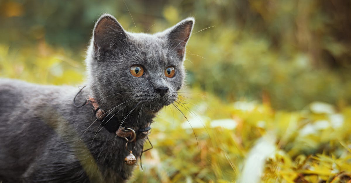 découvrez la saison 2 de 'cats eyes', où mystère et action se mêlent alors que les célèbres voleurs se lancent dans de nouvelles aventures palpitantes. ne manquez pas les rebondissements et la tension dramatique dans cette série captivante qui plonge au cœur du monde du crime et de la passion.