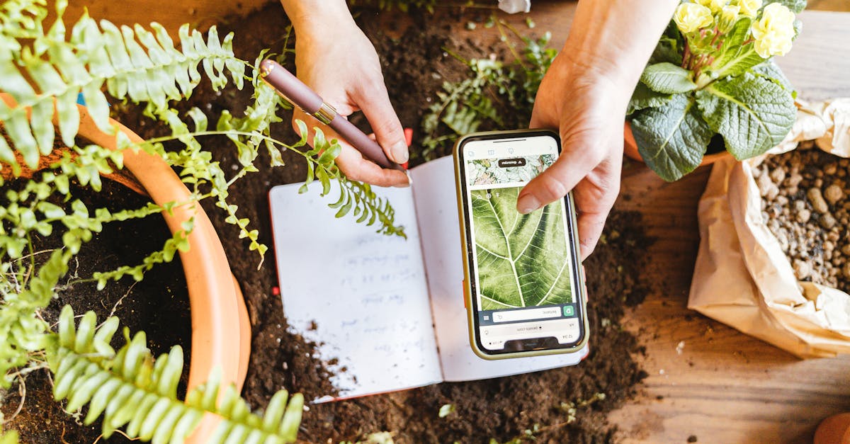 découvrez notre guide complet pour l'identification des plantes : apprenez à reconnaître différentes espèces, leurs caractéristiques, et comment les classer facilement grâce à des conseils pratiques et des outils utiles.