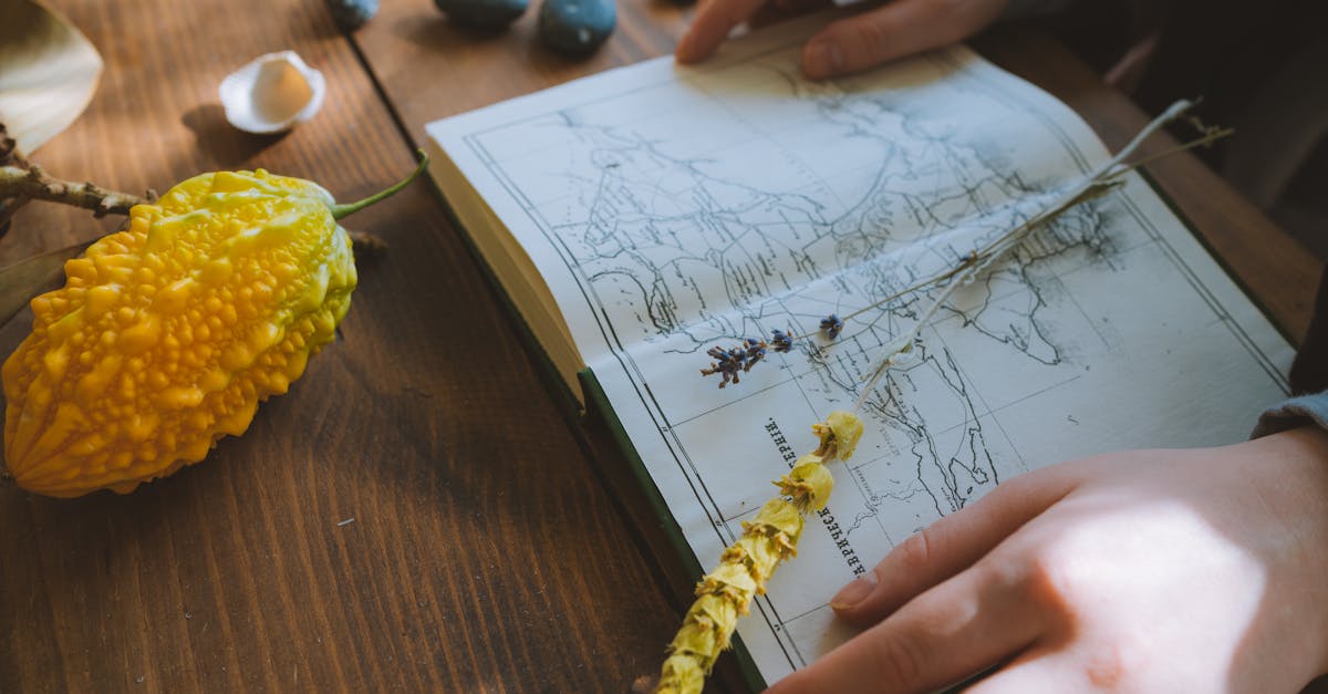 découvrez comment identifier les plantes grâce à notre guide complet sur la reconnaissance des espèces végétales, incluant des astuces, des photos et des ressources utiles pour les amateurs de jardinage et les passionnés de nature.