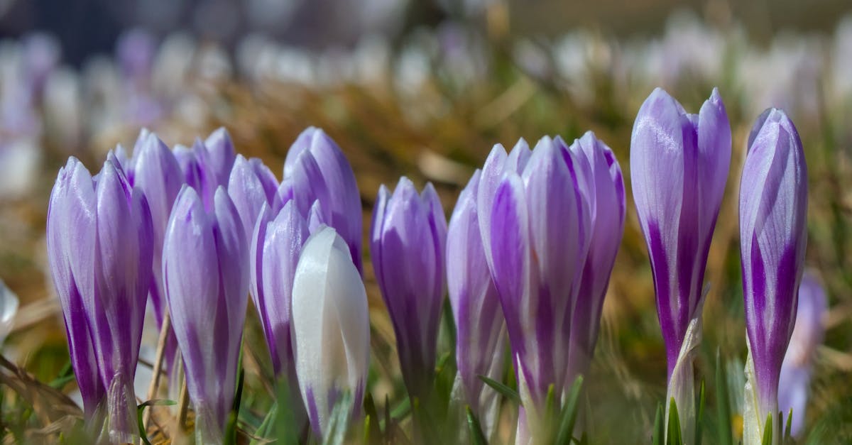 découvrez les mystères de l'équinoxe de printemps, un moment précis de l'année où le jour et la nuit sont en parfait équilibre. plongez dans les traditions, les célébrations et l'importance de cet événement céleste dans différentes cultures à travers le monde.