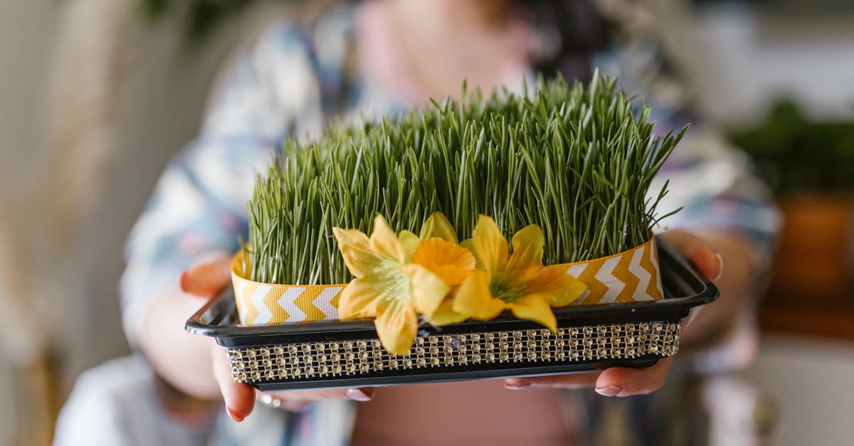 découvrez l'équinoxe de printemps, un moment magique de renouveau et d'harmonie où le jour et la nuit sont enfin à égalité. explorez les traditions, les célébrations et les significations spirituelles de cet événement saisonnier captivant.